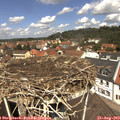 12_20-nest.jpg