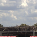 12_30-mast.jpg