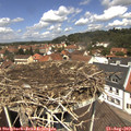 12_30-nest.jpg
