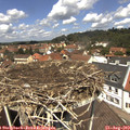 12_35-nest.jpg