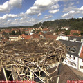 12_40-nest.jpg