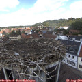 12_45-nest.jpg