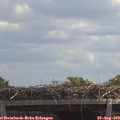 12_50-mast.jpg