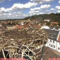 12_50-nest.jpg