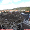 13_20-nest.jpg