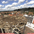 13_30-nest.jpg