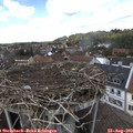 13_50-nest.jpg