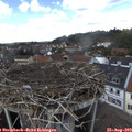 13_55-nest.jpg