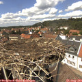 14_10-nest.jpg