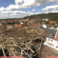 14_25-nest.jpg