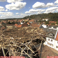 14_50-nest.jpg