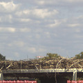 15_00-mast.jpg