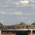 15_45-mast.jpg