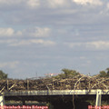 15_55-mast.jpg