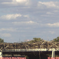 16_00-mast.jpg