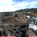 17_10-nest.jpg