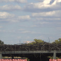 17_20-mast.jpg