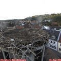 17_20-nest.jpg