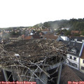17_25-nest.jpg