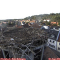 17_30-nest.jpg