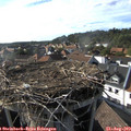 17_35-nest.jpg