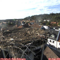 17_50-nest.jpg
