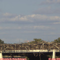 17_55-mast.jpg
