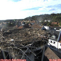 17_55-nest.jpg