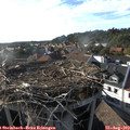 18_15-nest.jpg