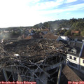 18_50-nest.jpg