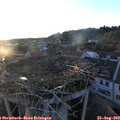 19_55-nest.jpg