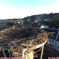 06_50-nest.jpg