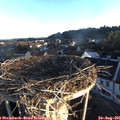 06_55-nest.jpg
