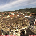 10_50-nest.jpg