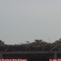 10_55-mast.jpg