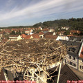 10_55-nest.jpg
