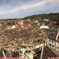 11_05-nest.jpg