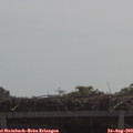 11_10-mast.jpg
