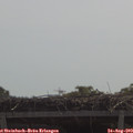 11_15-mast.jpg