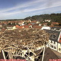 11_40-nest.jpg