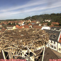 11_45-nest.jpg