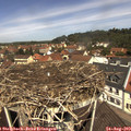 11_50-nest.jpg