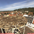 12_15-nest.jpg