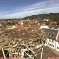 12_20-nest.jpg
