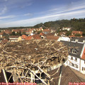 12_30-nest.jpg
