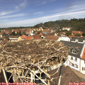 12_35-nest.jpg