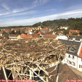 12_40-nest.jpg