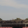 12_50-mast.jpg