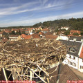 12_50-nest.jpg