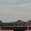 13_10-mast.jpg